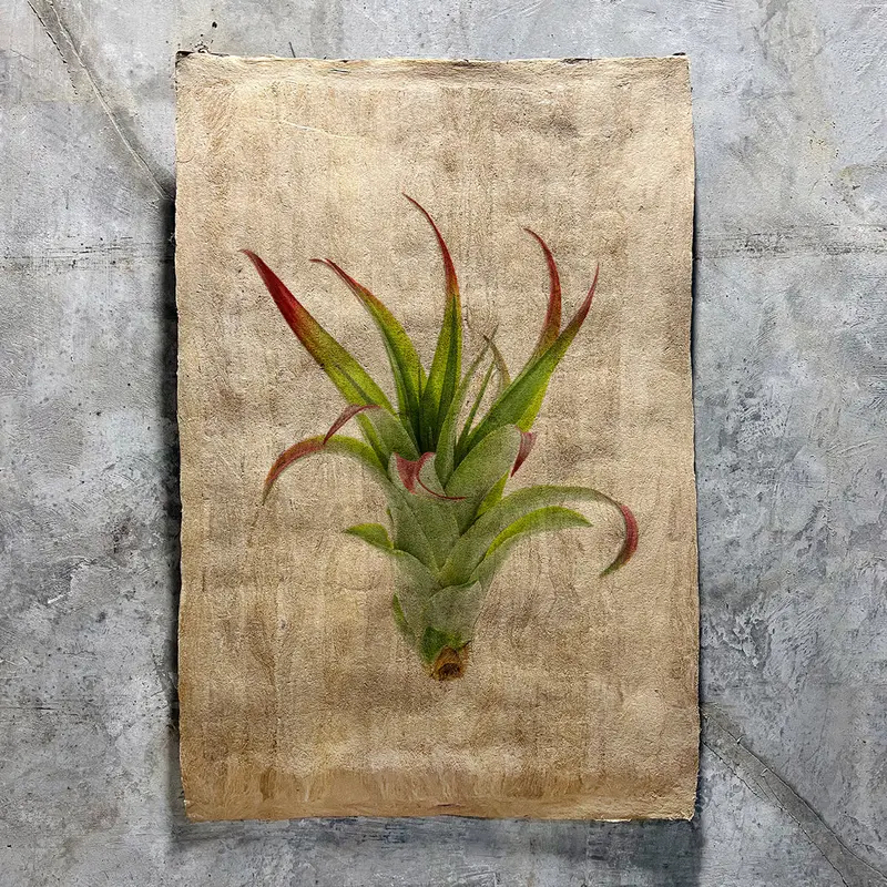 Air Plant #2 (Amate Sierra) 1