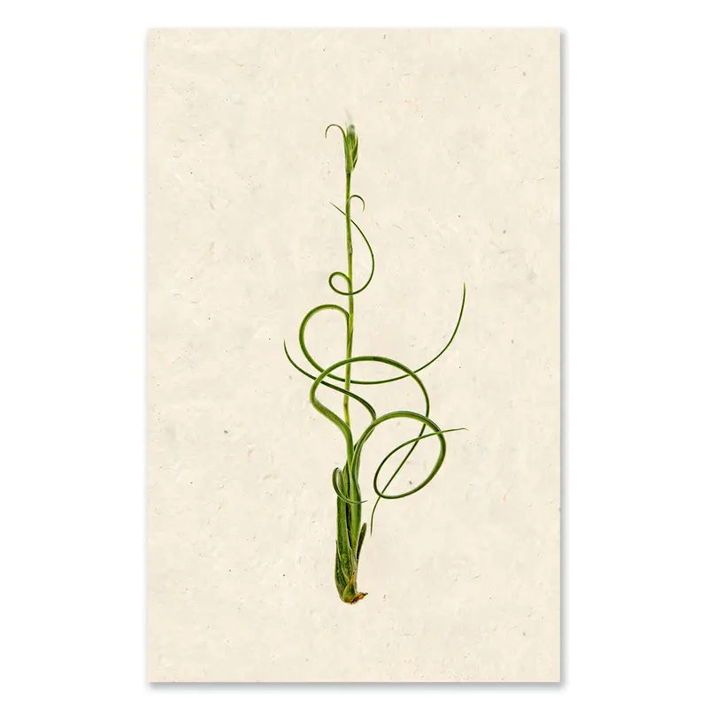 Air Plant #4 Grand Format 1
