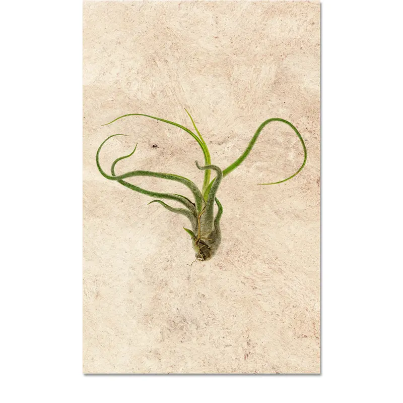 Air Plant #5 (Tillandsia Caput-Medusae) 1
