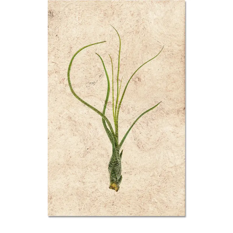 Air Plant #9 (Tillandsia Butzii) 1