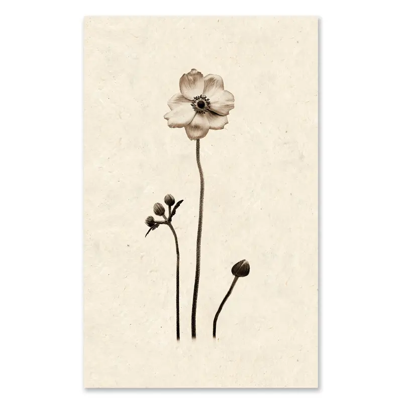 Anemone Grand Format 1