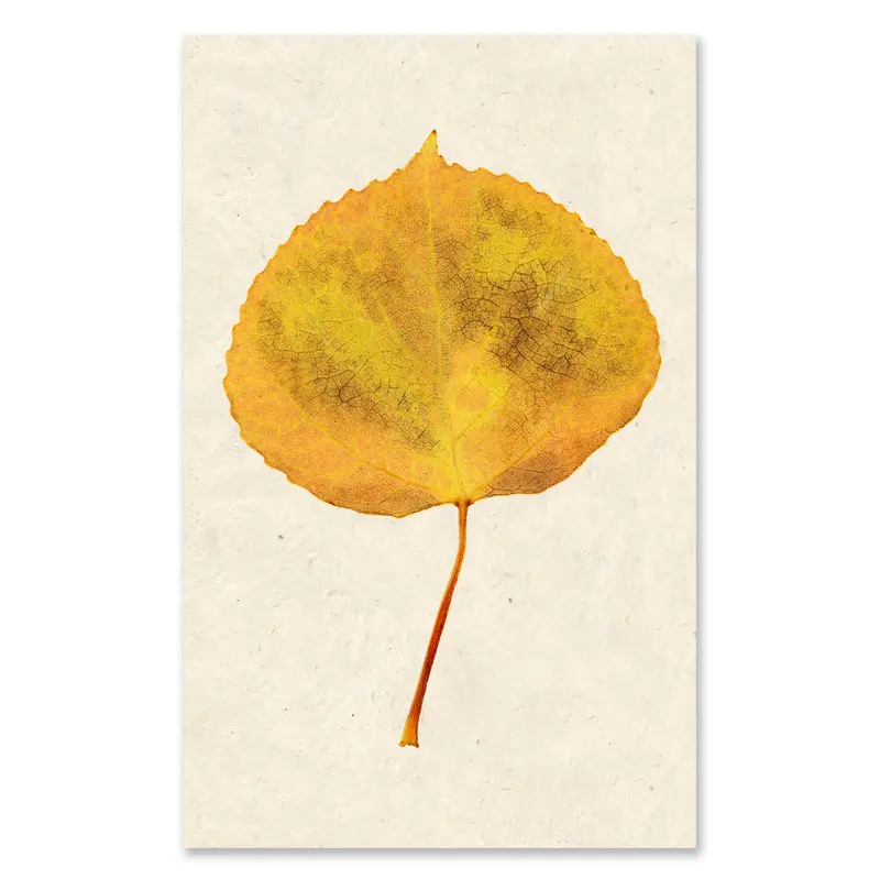 Aspen Grand Format 1