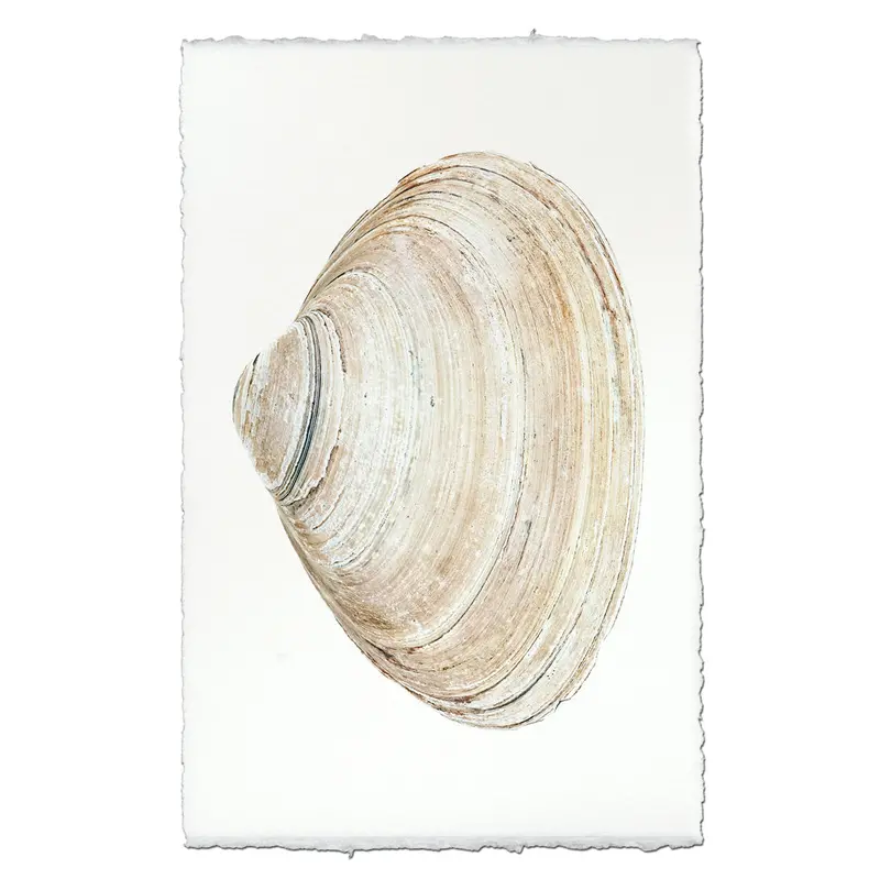 Atlantic Clam #10 1