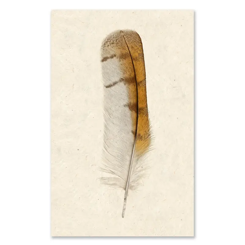 Barn Owl Grand Format 1