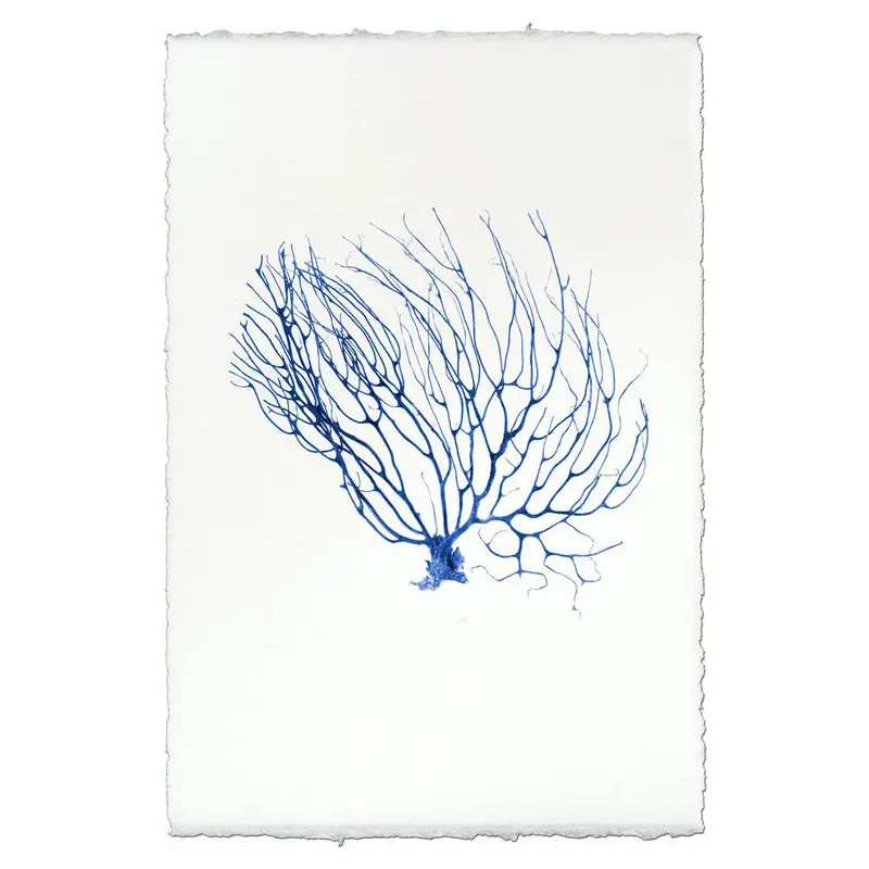 Black Coral Fan #2 1