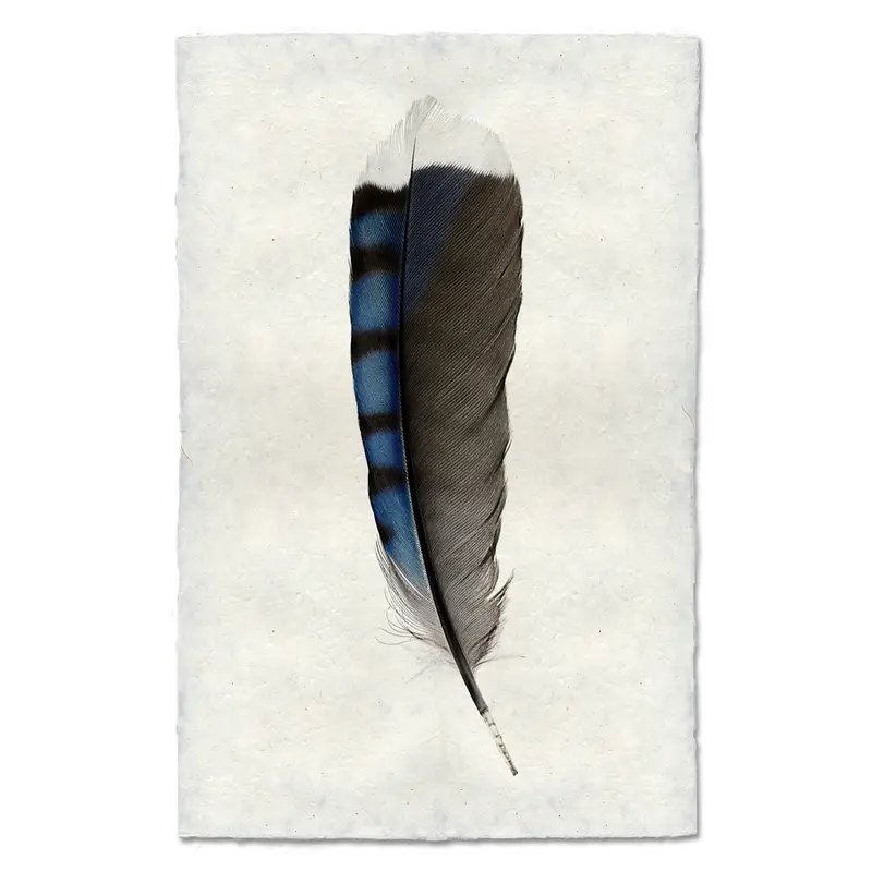 Blue Jay Feather 1