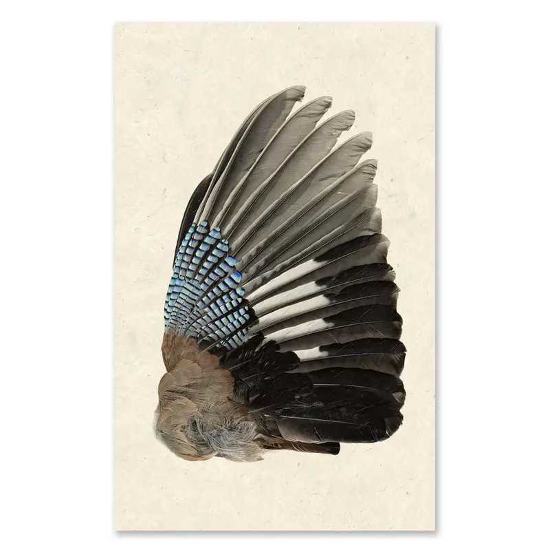 Blue Jay (Right) Grand Format 1