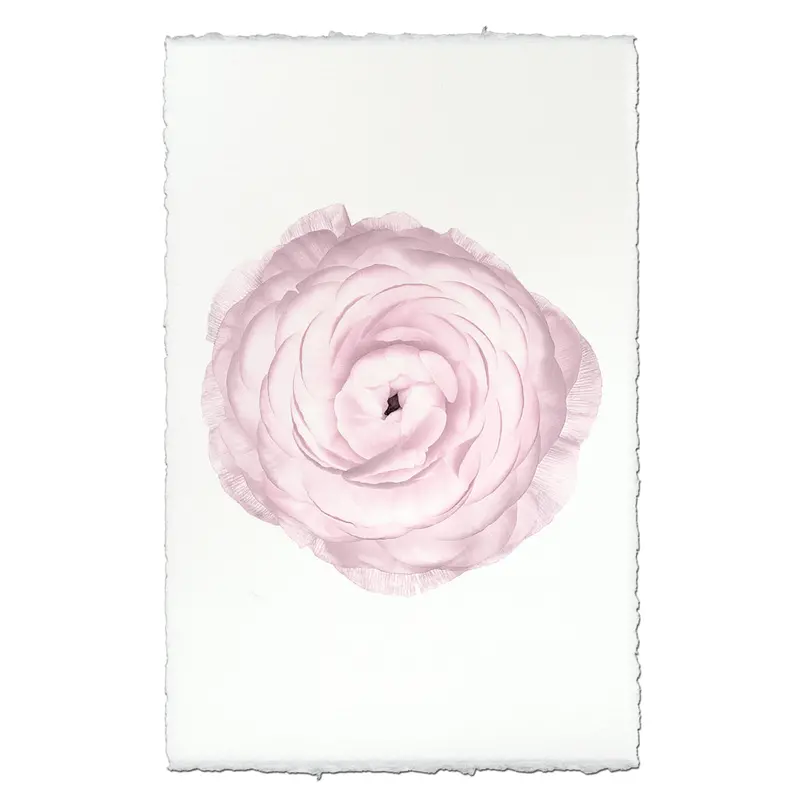 Blush Ranunculus 1