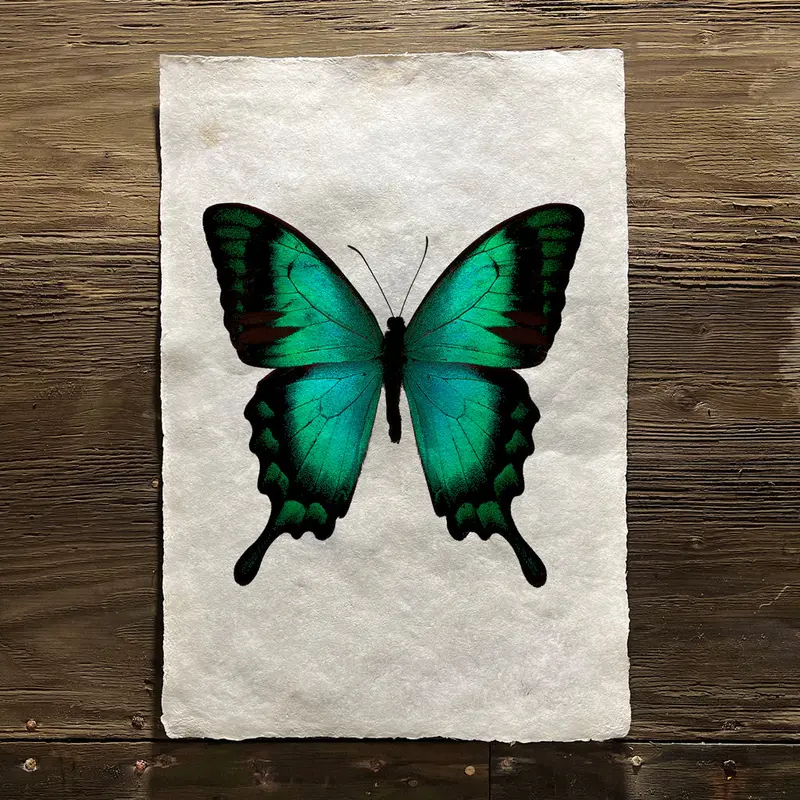 Butterfly #1 (Amate Perla) 1