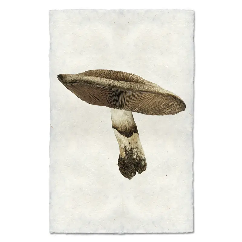 California Agaricus 1