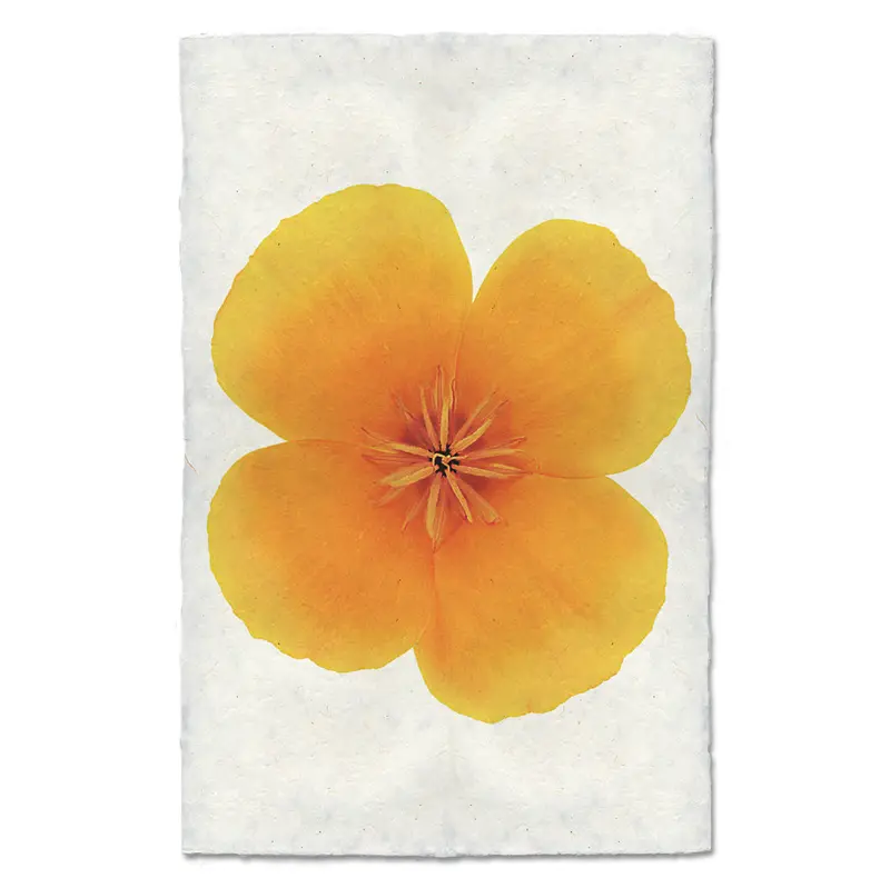 California Poppy Flower 1