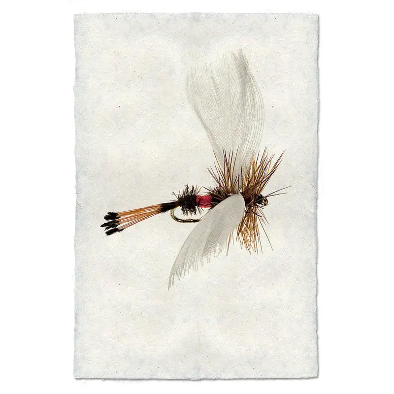 Coachman Fanwing 1