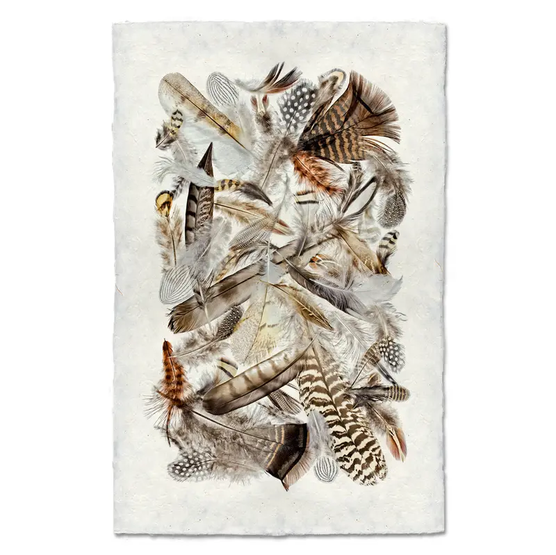 Collective Feathers 1