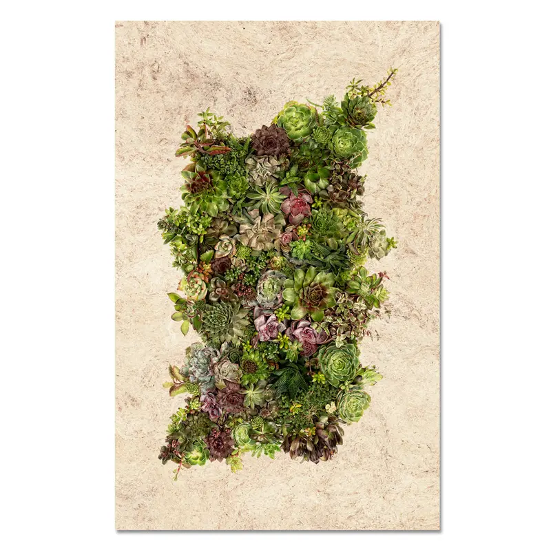 Collective Succulents 1