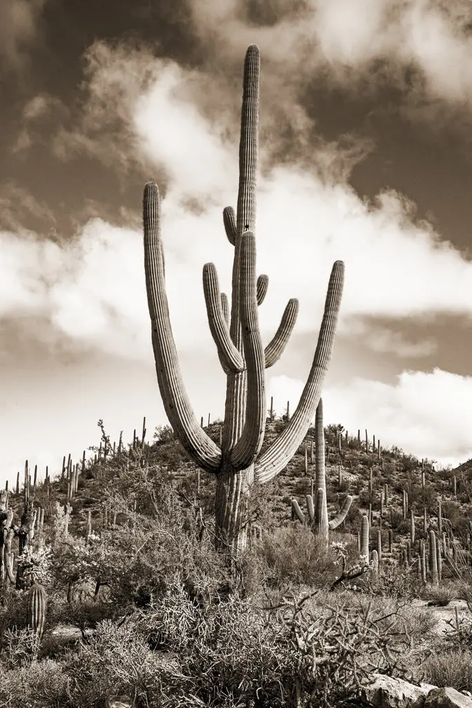 Desert Vista #1 1