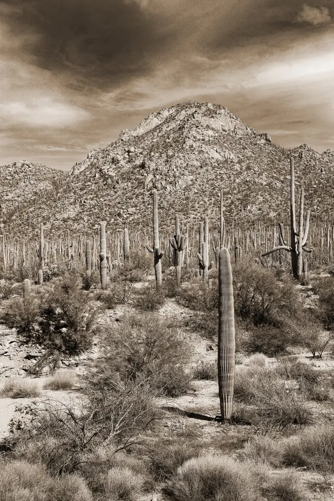 Desert Vista #4 1