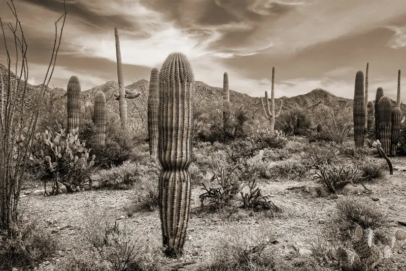 Desert Vista #6 1
