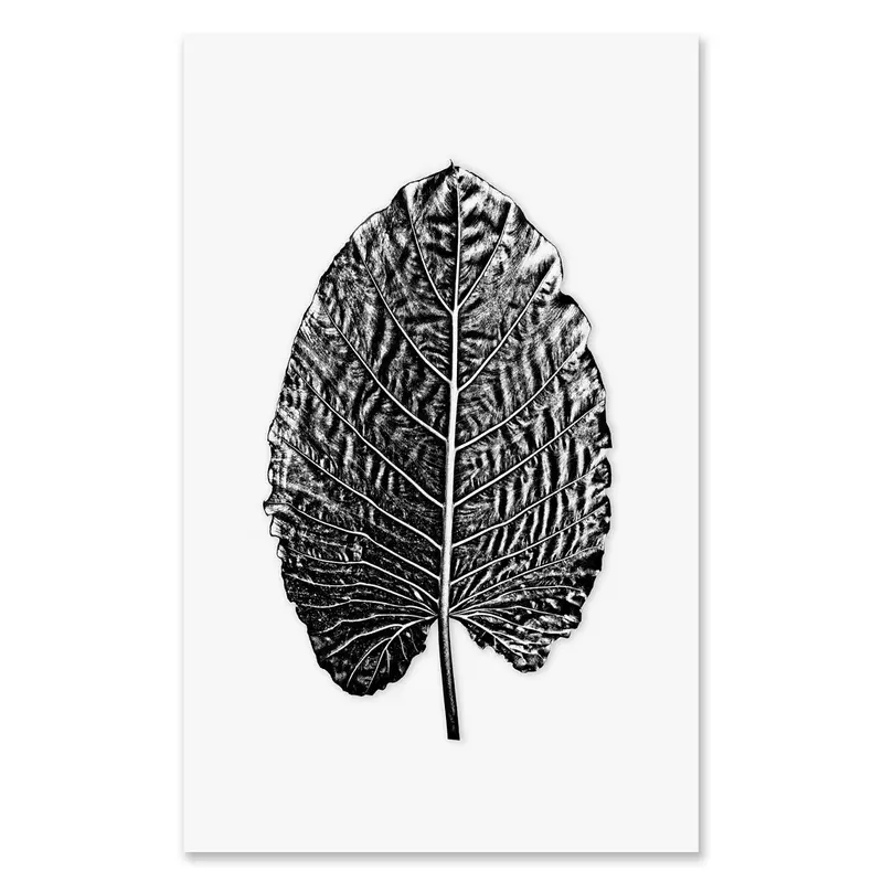 Elephant Ear Grand Format 1