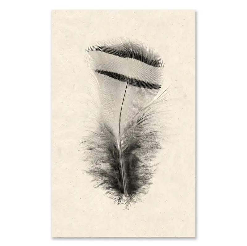 Feather #15 Grand Format 1
