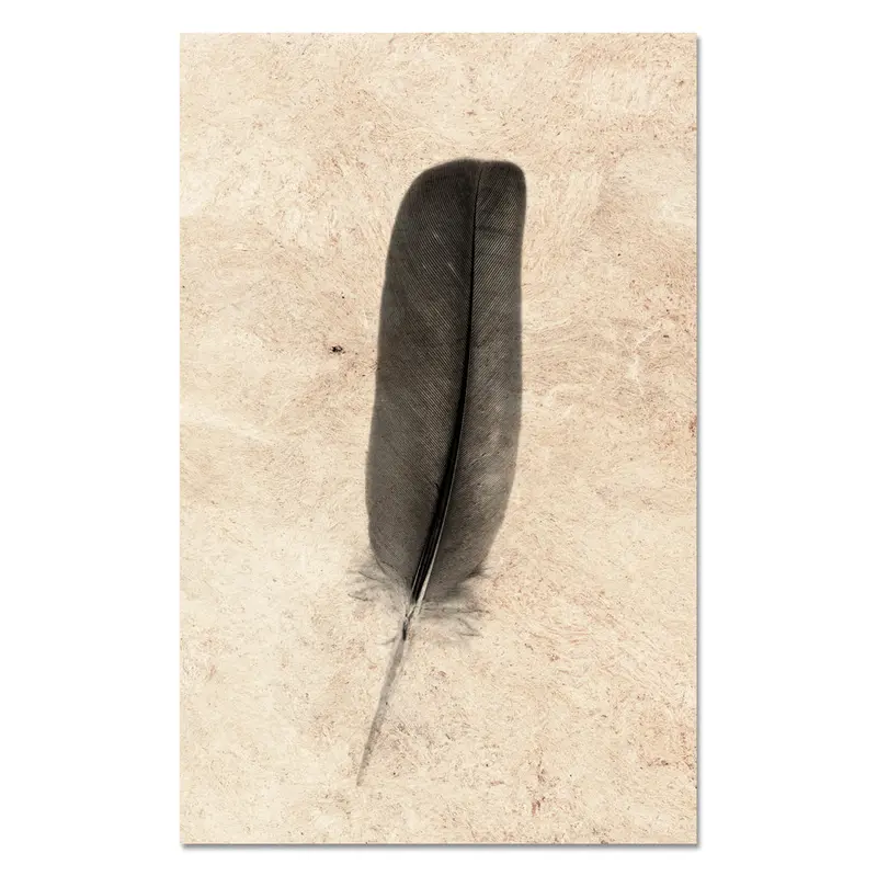 Feather Study #4 (Dove) 1