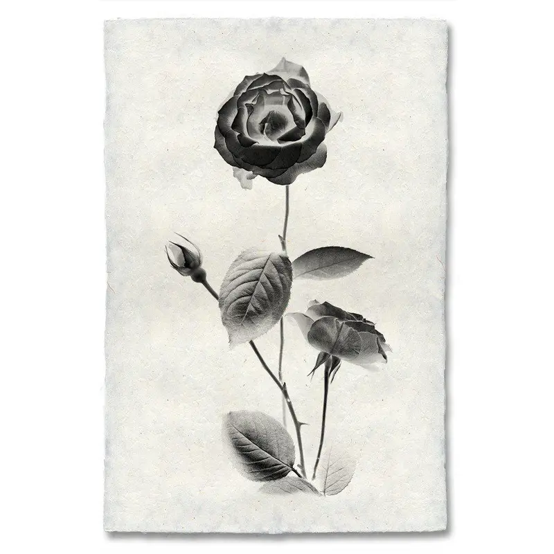 Graphite Rose #2 1