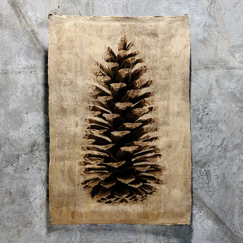 Loblolly Pine (Amate Sierra) 1