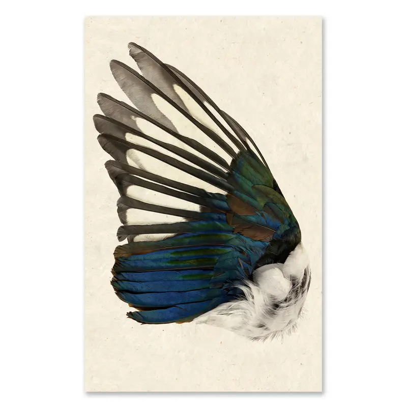 Magpie Wing (Left) Grand Format 1