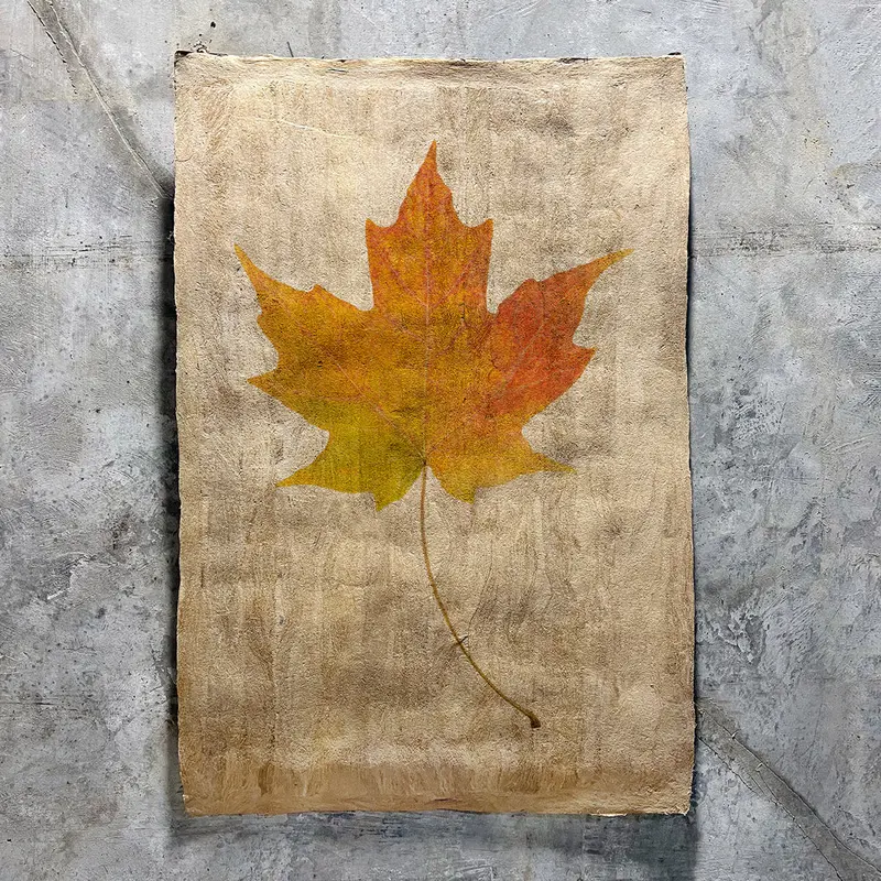 Maple (Amate Sierra) 1
