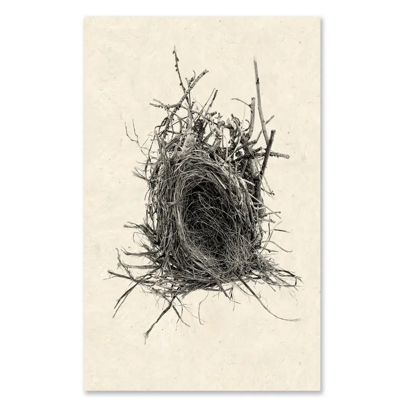 Nest #12 Grand Format 1