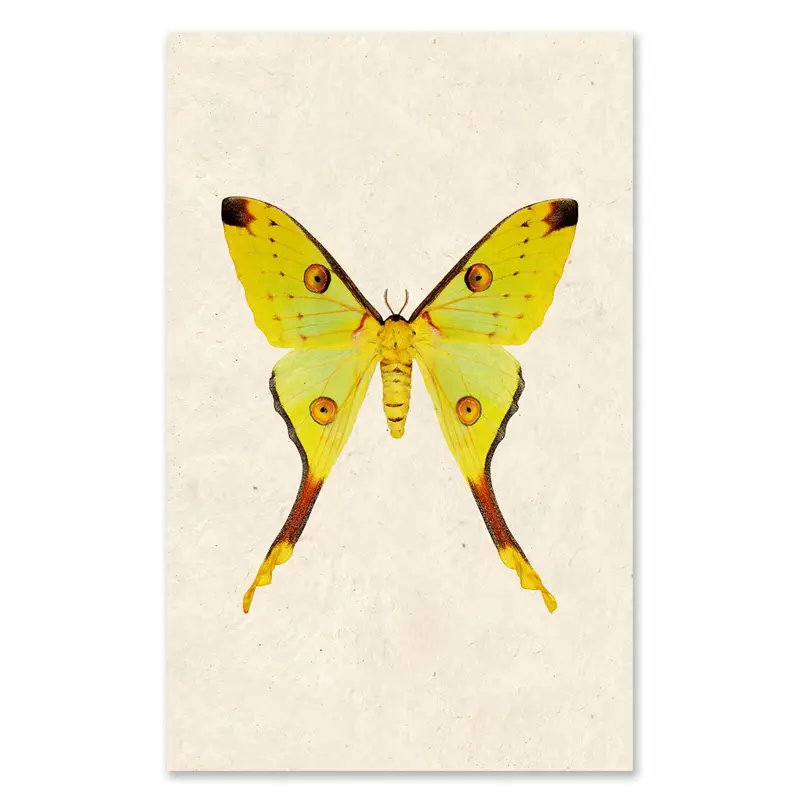 Papilionoidea #1 Grand Format 1
