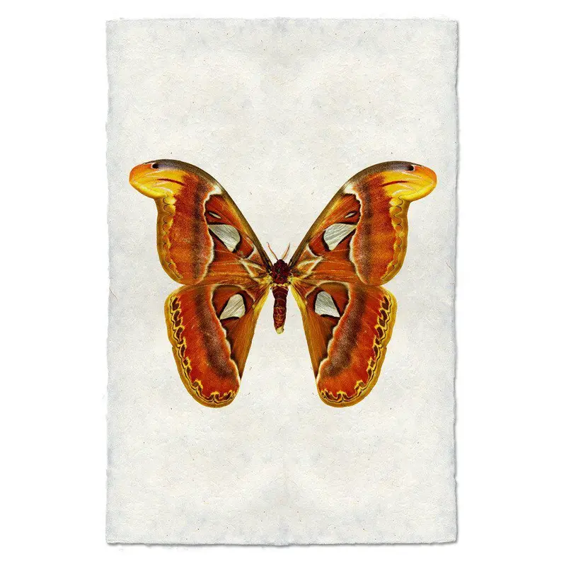 Papilionoidea #2 1