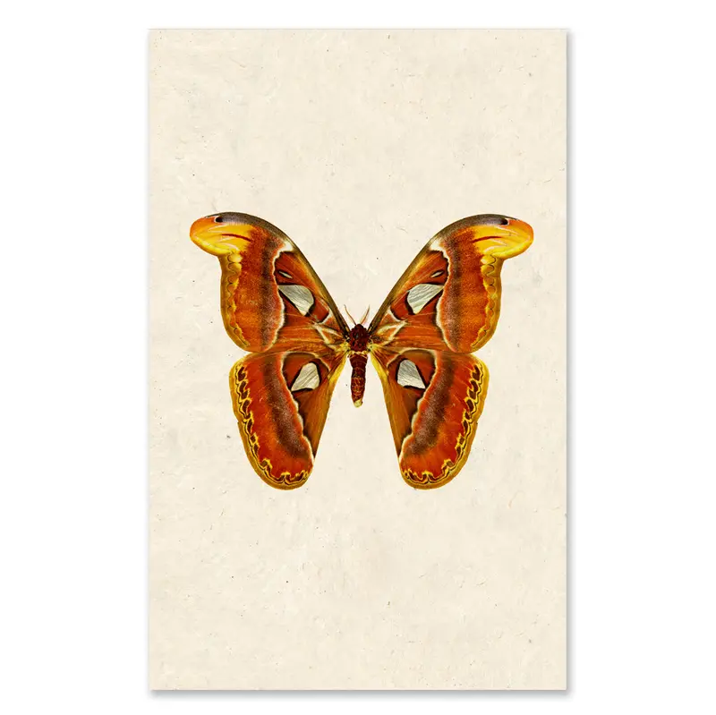 Papilionoidea #2 Grand Format 1