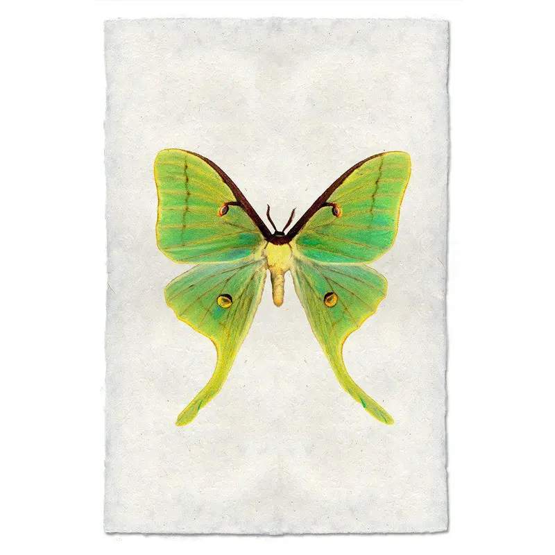 Papilionoidea #3 1