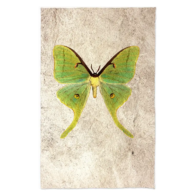 Papilionoidea #3 1