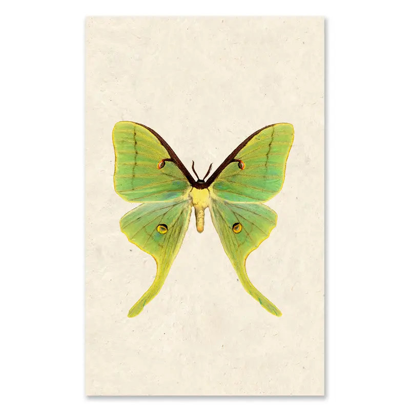 Papilionoidea #3 Grand Format 1