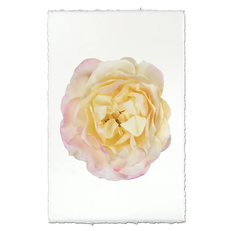 Pink & Yellow Rose 1