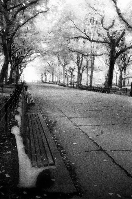 Poet's Walk - Central Park, Ny 1