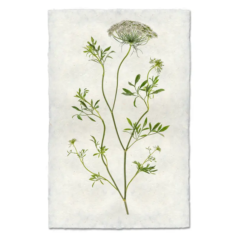 Queen Anne's Lace 1