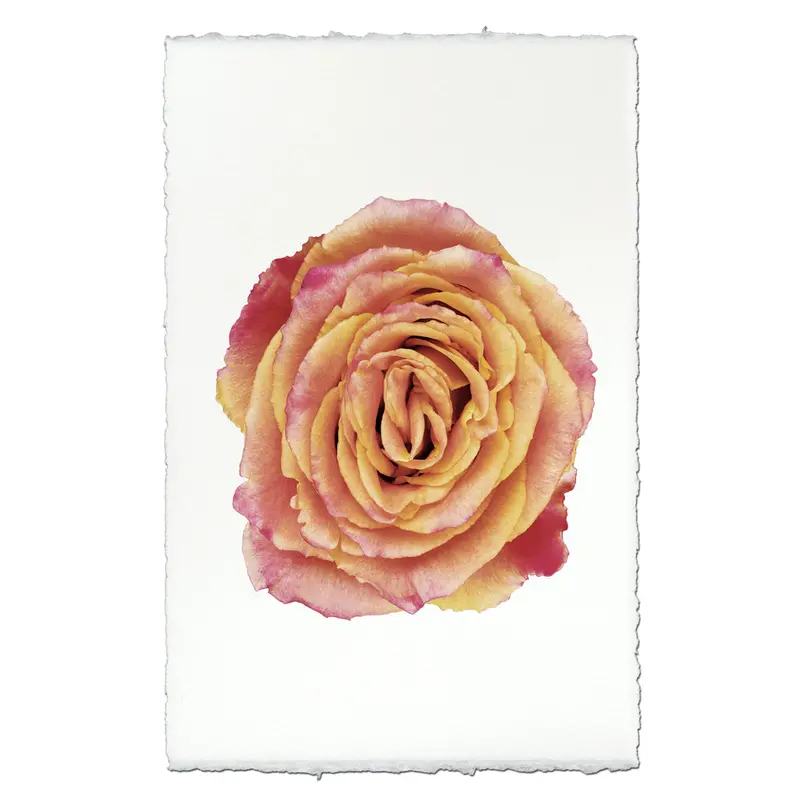 Red & Yellow Rose 1