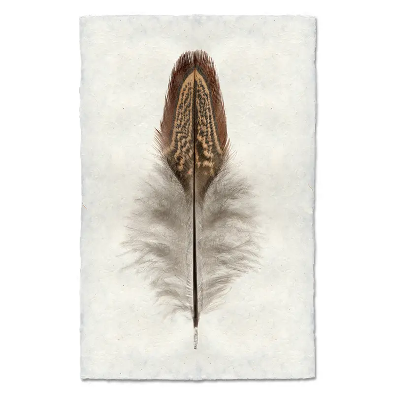 Ring Neck Pheasant 1