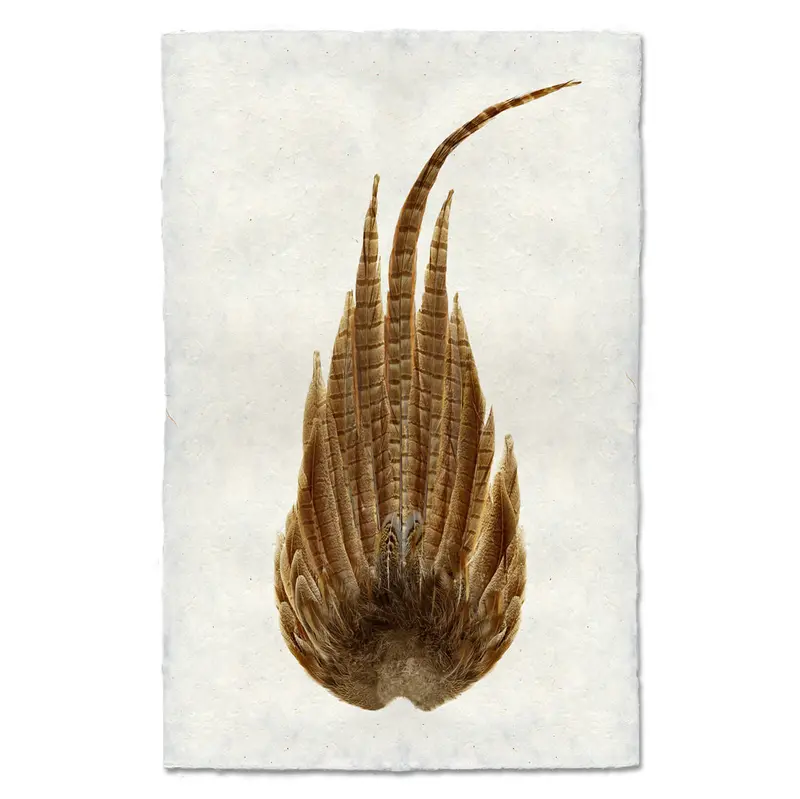 Ring Neck Pheasant Tail 1