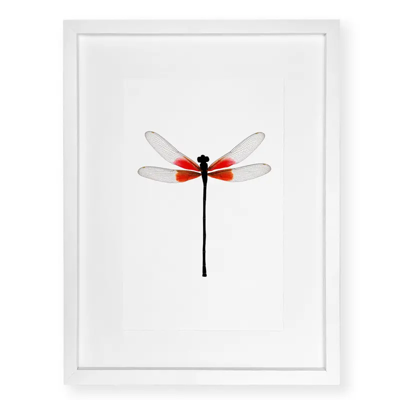 Ruby Damsel - Standard (20X30) / English Watercolor / White On White Shadowbox 1