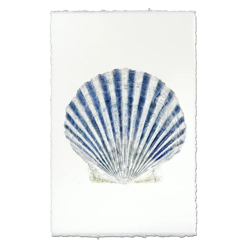 Scallop Shell #3 1