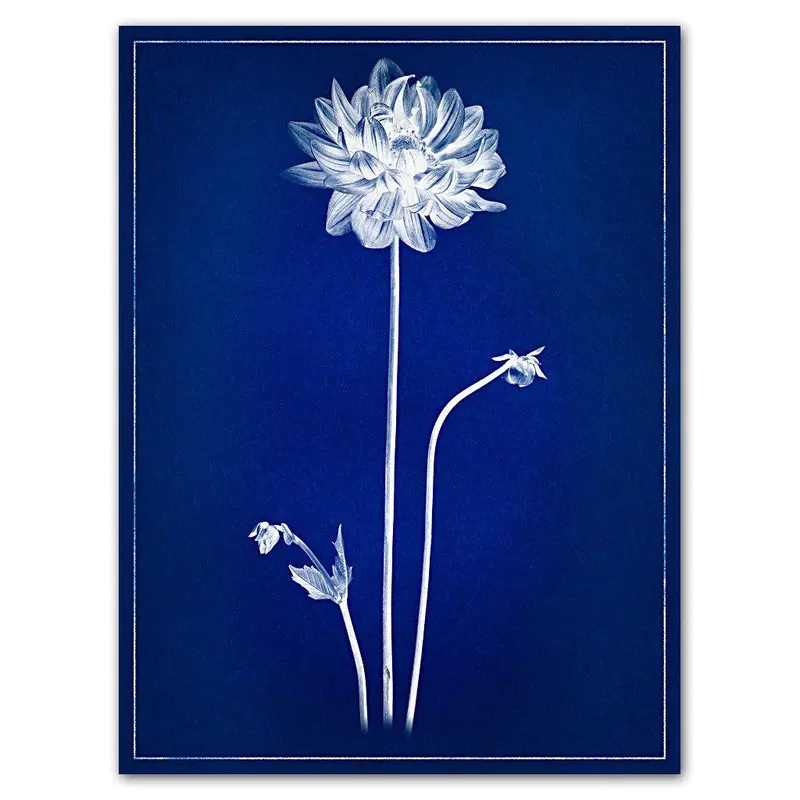 Single Dahlia Blue Print 1