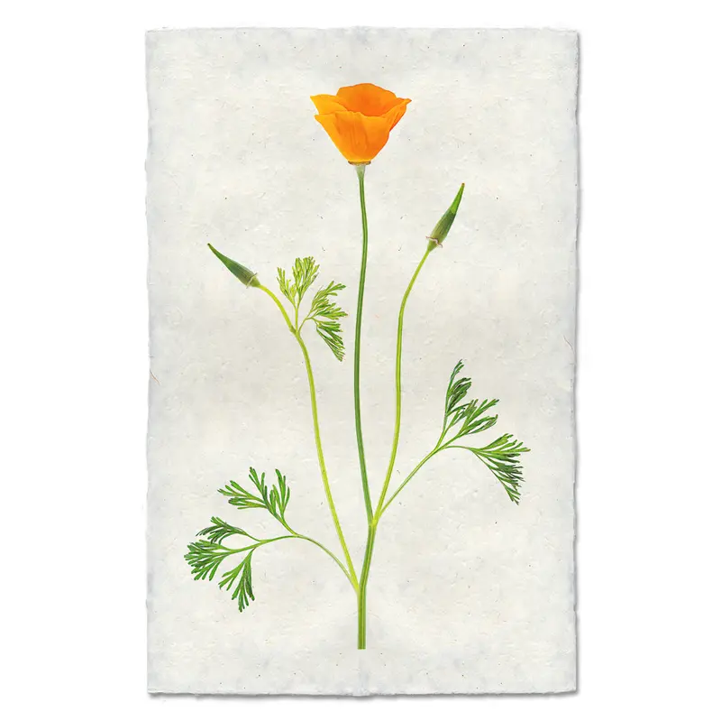 Single Poppy #2 1
