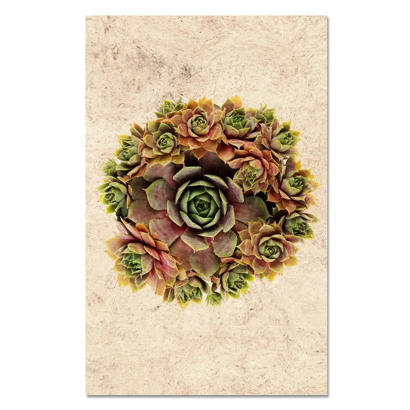 Succulent #1 (S. Pupureum) 1