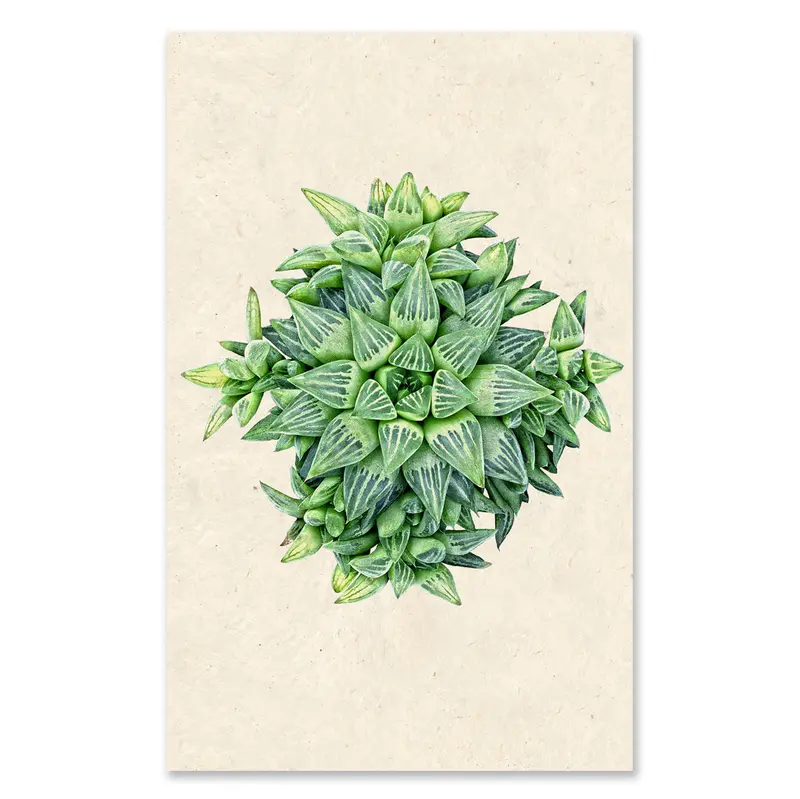 Succulent #4 Grand Format 1