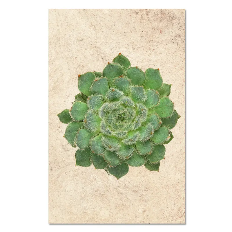 Succulent #5 (E. Setosa Diminuta) 1