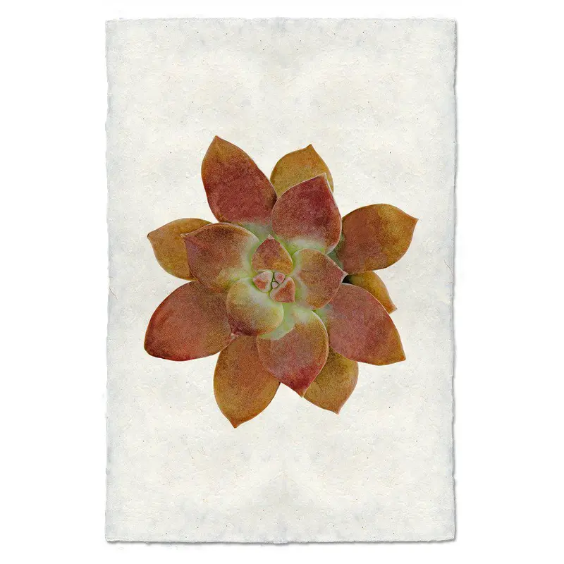 Succulent #7 (Graptopetalum) 1