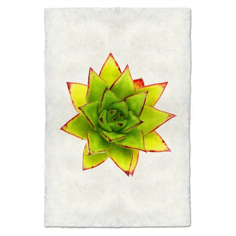Succulent #9 (E. Agavoides Morgain) 1
